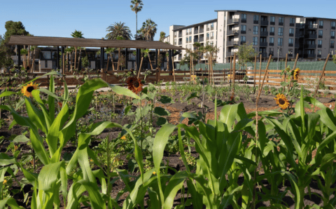 Agrihood
